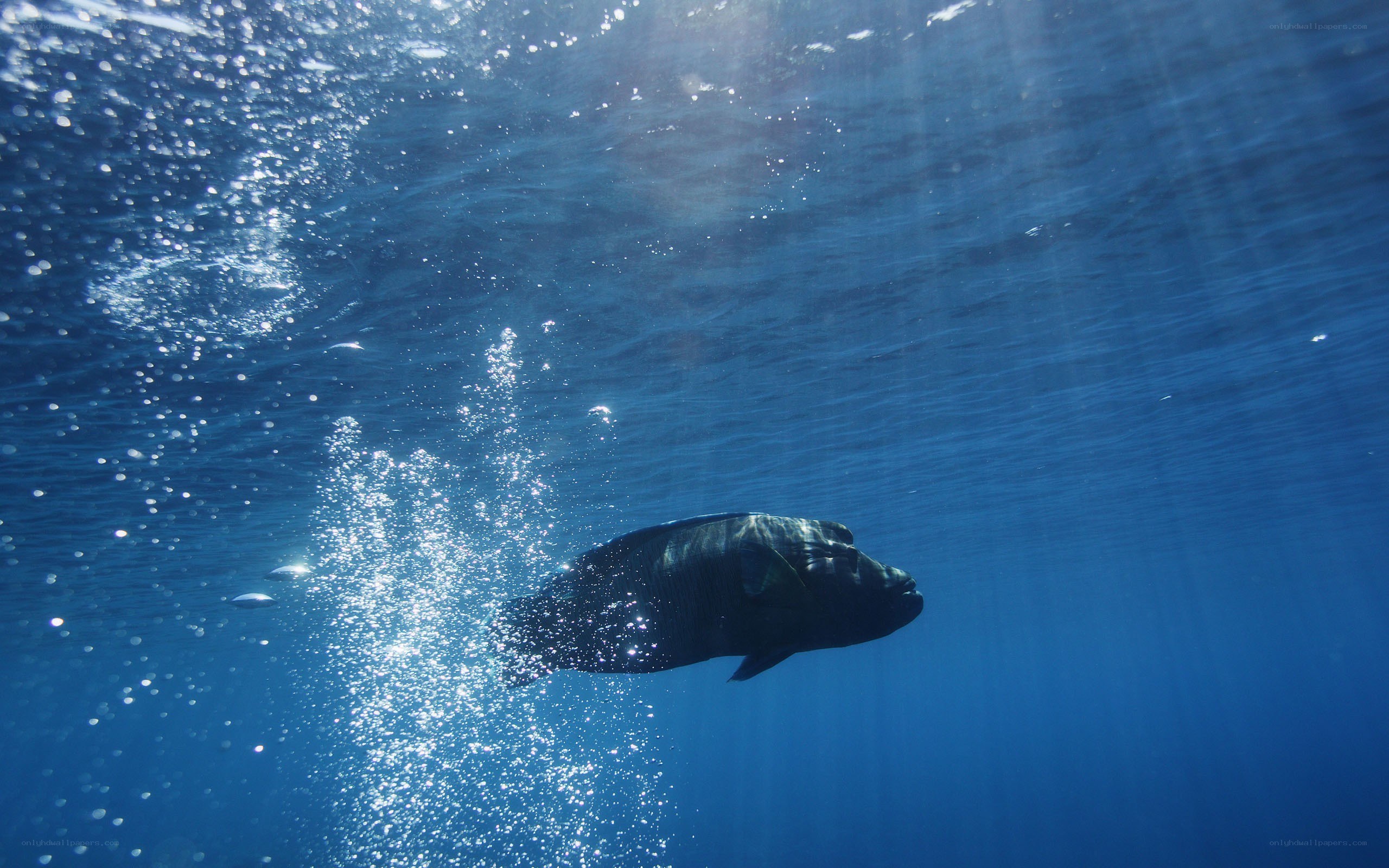 Large fish swimming underwater