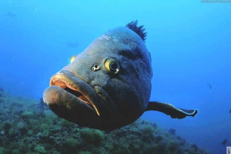 Large fish underwater