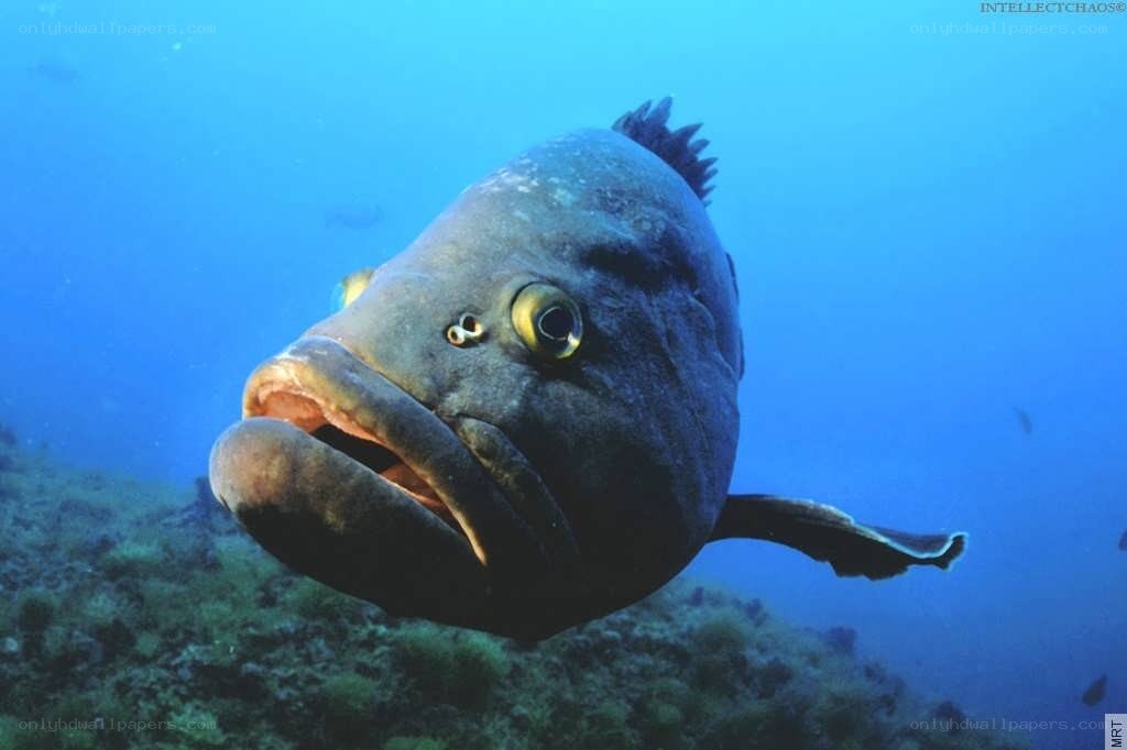 Large fish underwater