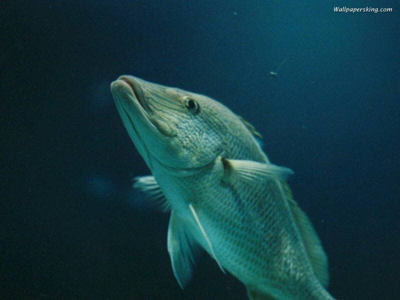 Large Fish Underwater — Blue, Calm, Photograph, Green