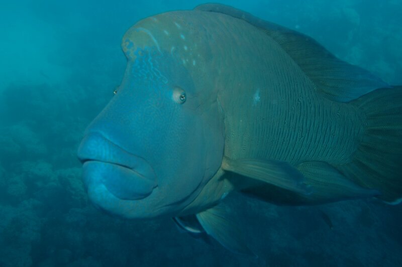 Large Fish Underwater — Blue, Calm