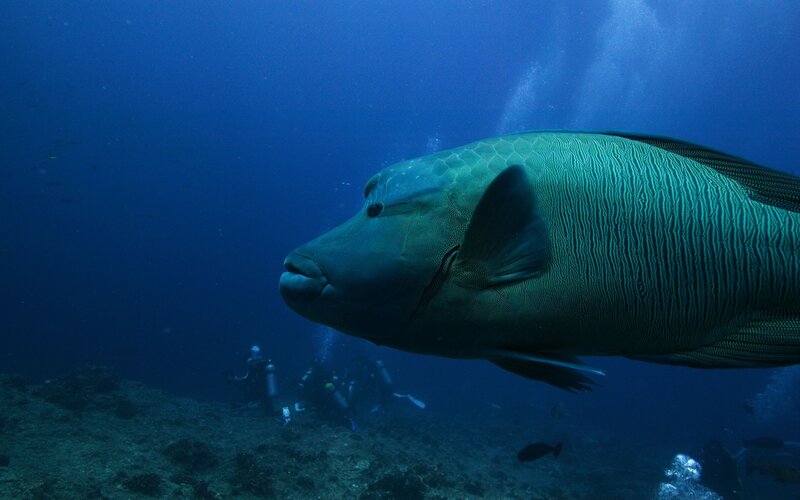 Large Fish Underwater — Blue, Serene