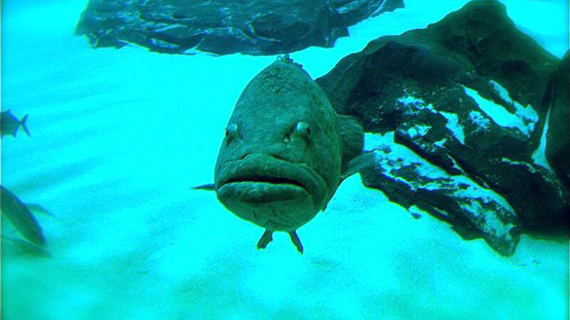 Large Fish Underwater — Blue