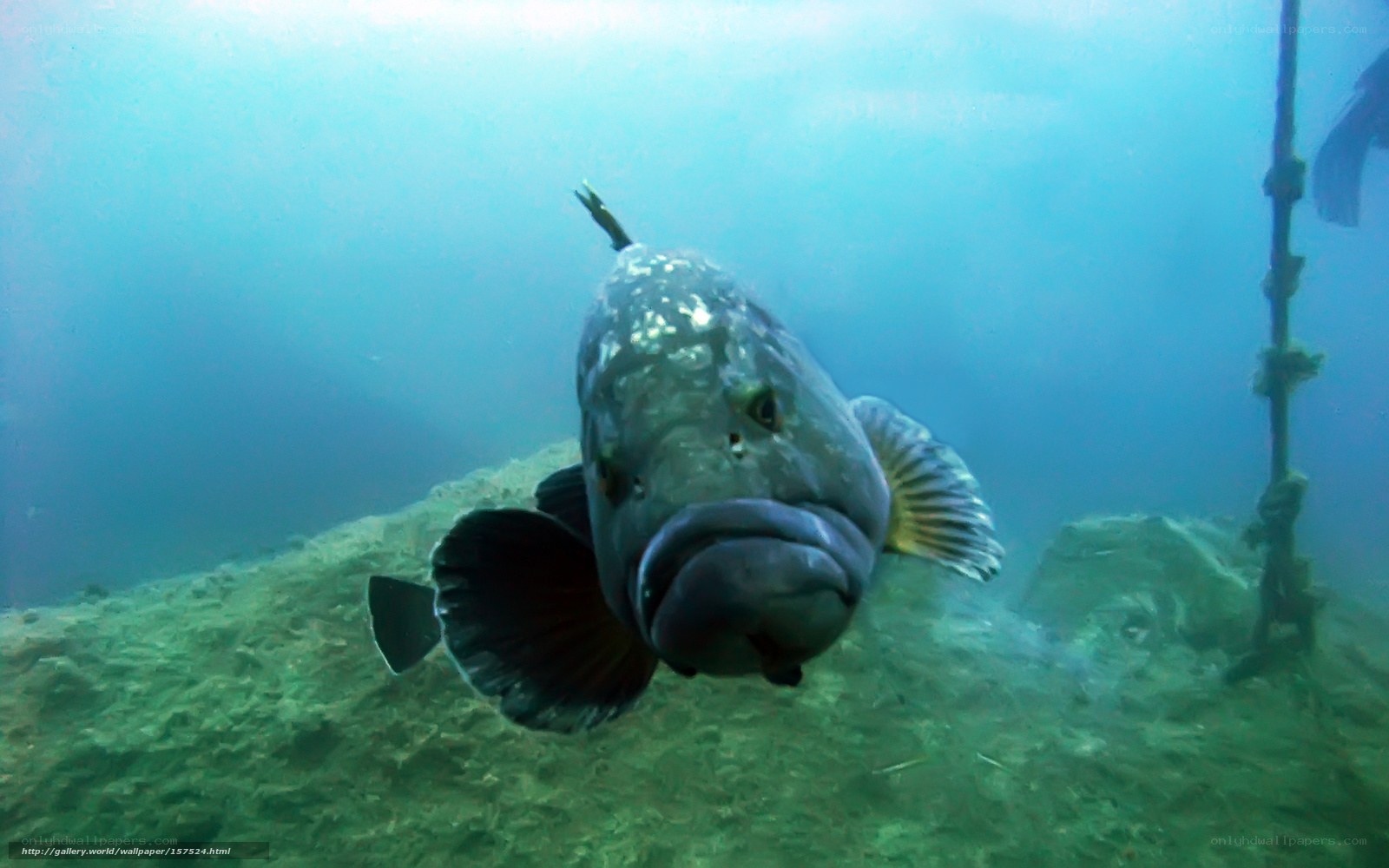 Large fish underwater