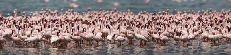 Large flock of flamingos