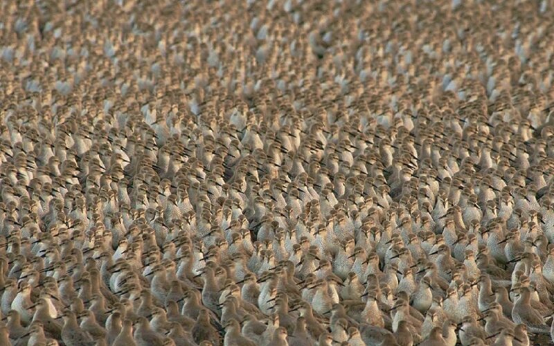 Large Flock of Shorebirds