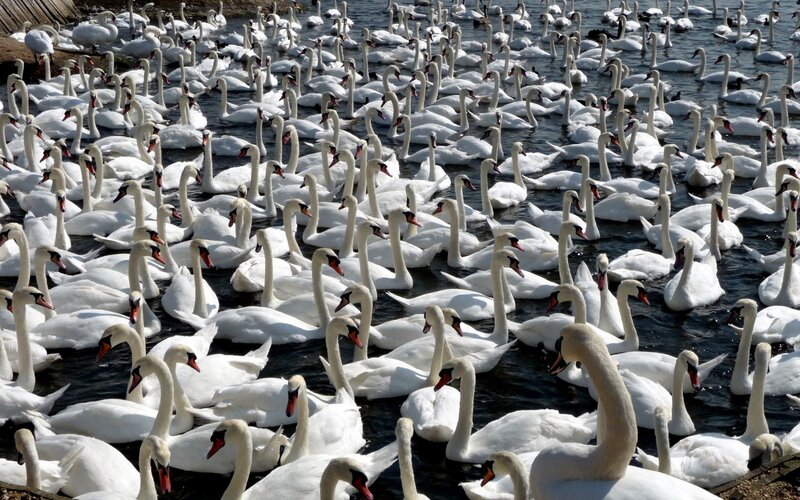 Large flock of swans on water