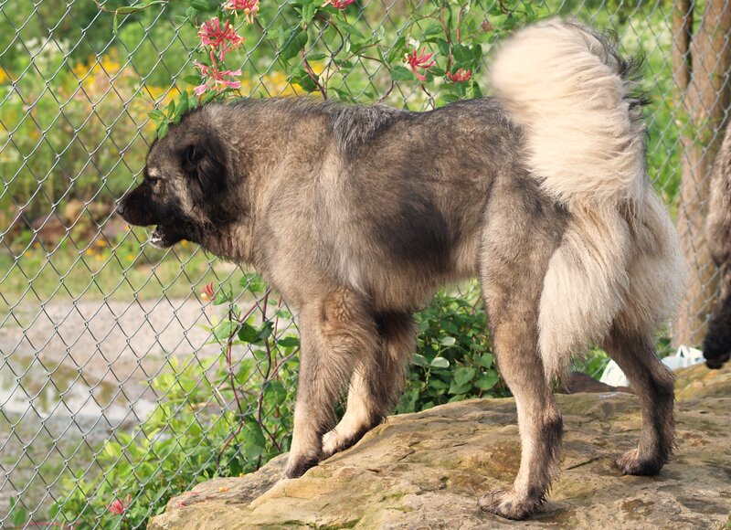 Large Fluffy Dog — Gray