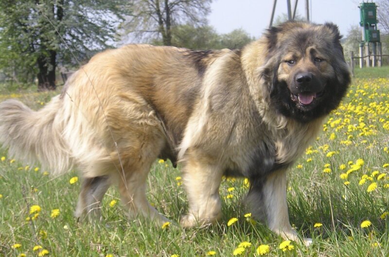 Large Fluffy Dog — Green