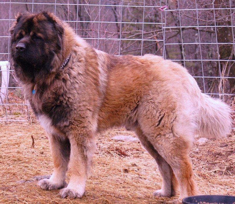 Large Fluffy Dog Standing