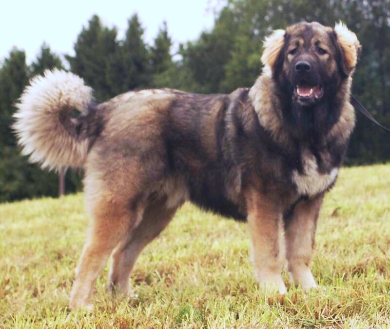 Large Fluffy Dog