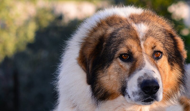 Large Fluffy Dog — White, Calm
