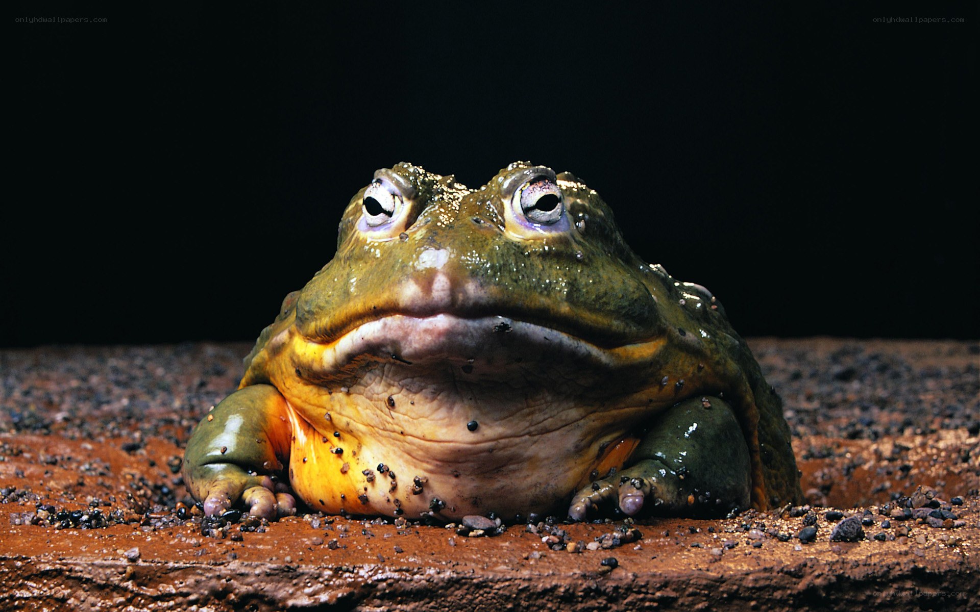 large frog on dirt ground