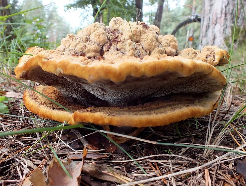 Large Fungus in Forest