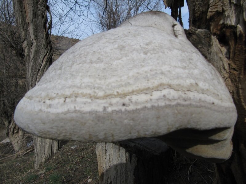 large fungus on tree trunk