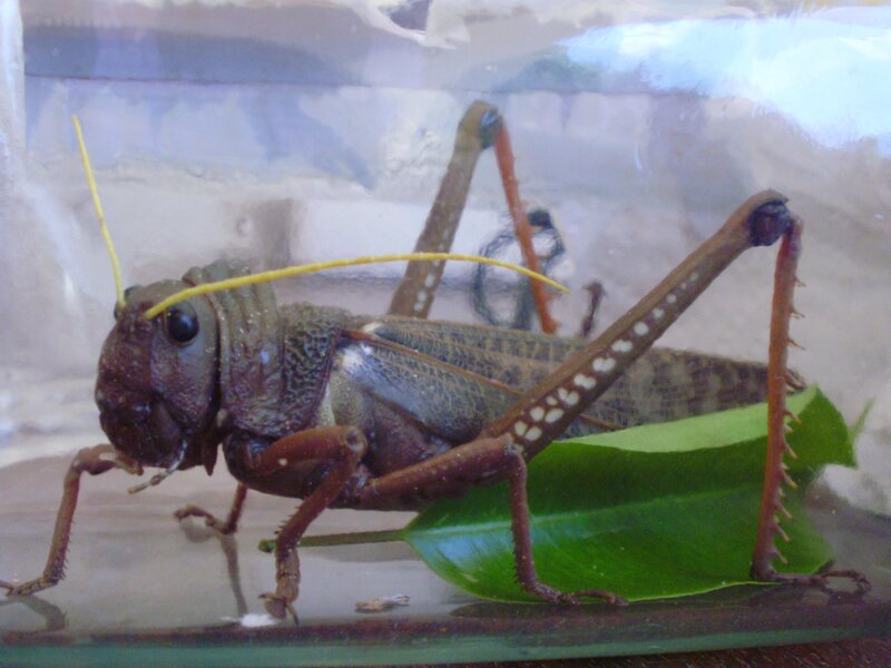 large grasshopper in a container