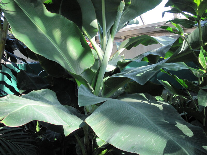 Large Green Banana Plant