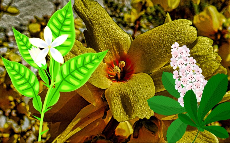 Large Green Flower