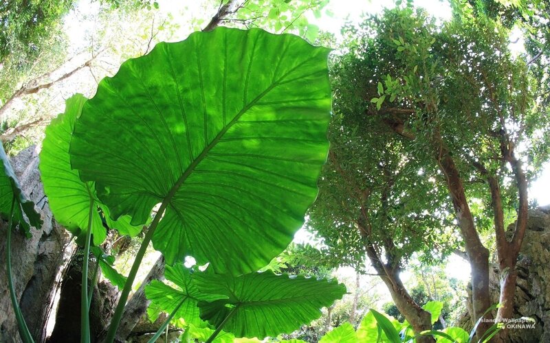 Large green leaf in forest