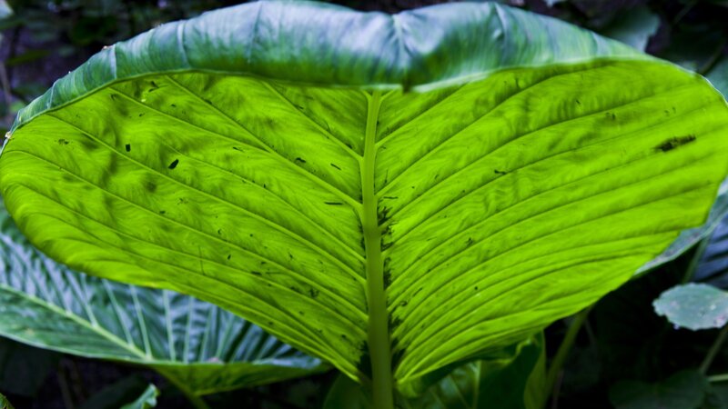 large green leaf in forest