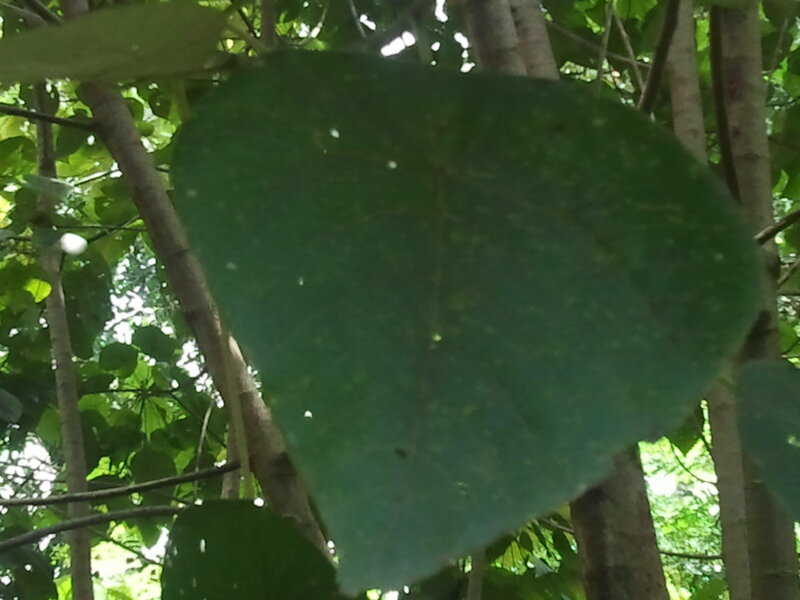 Large Green Leaf — Natural, Afternoon
