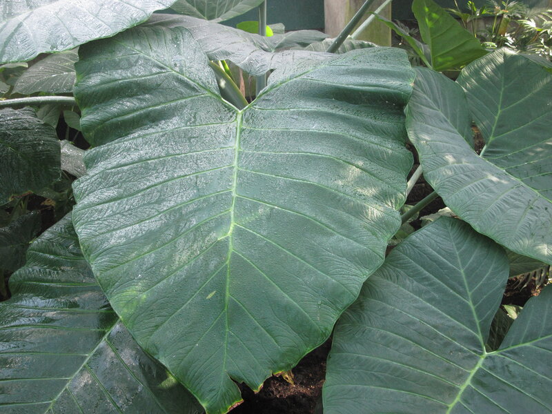 Large Green Leaf — Natural, Photograph, Plant