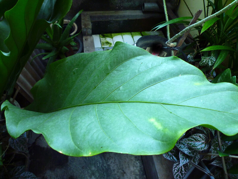 Large Green Leaf — Natural, Photograph, Plants