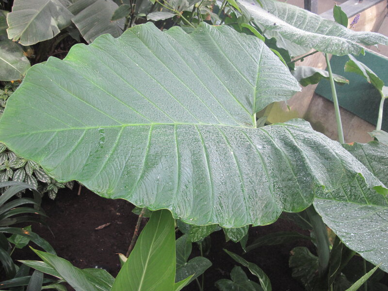 Large Green Leaf — Natural, Photograph