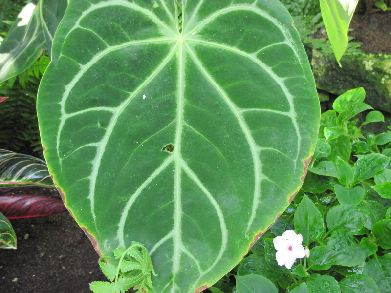Large Green Leaf — Natural, Photograph, White Flower