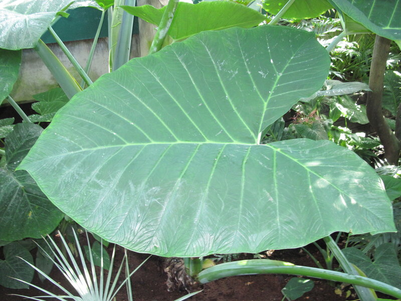 Large Green Leaf — Natural