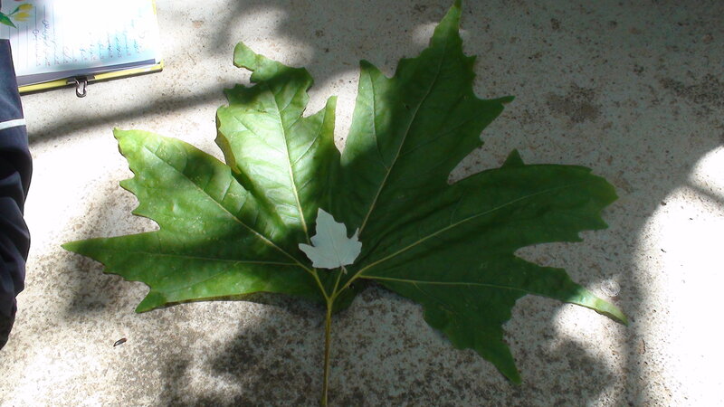 Large green leaf on concrete
