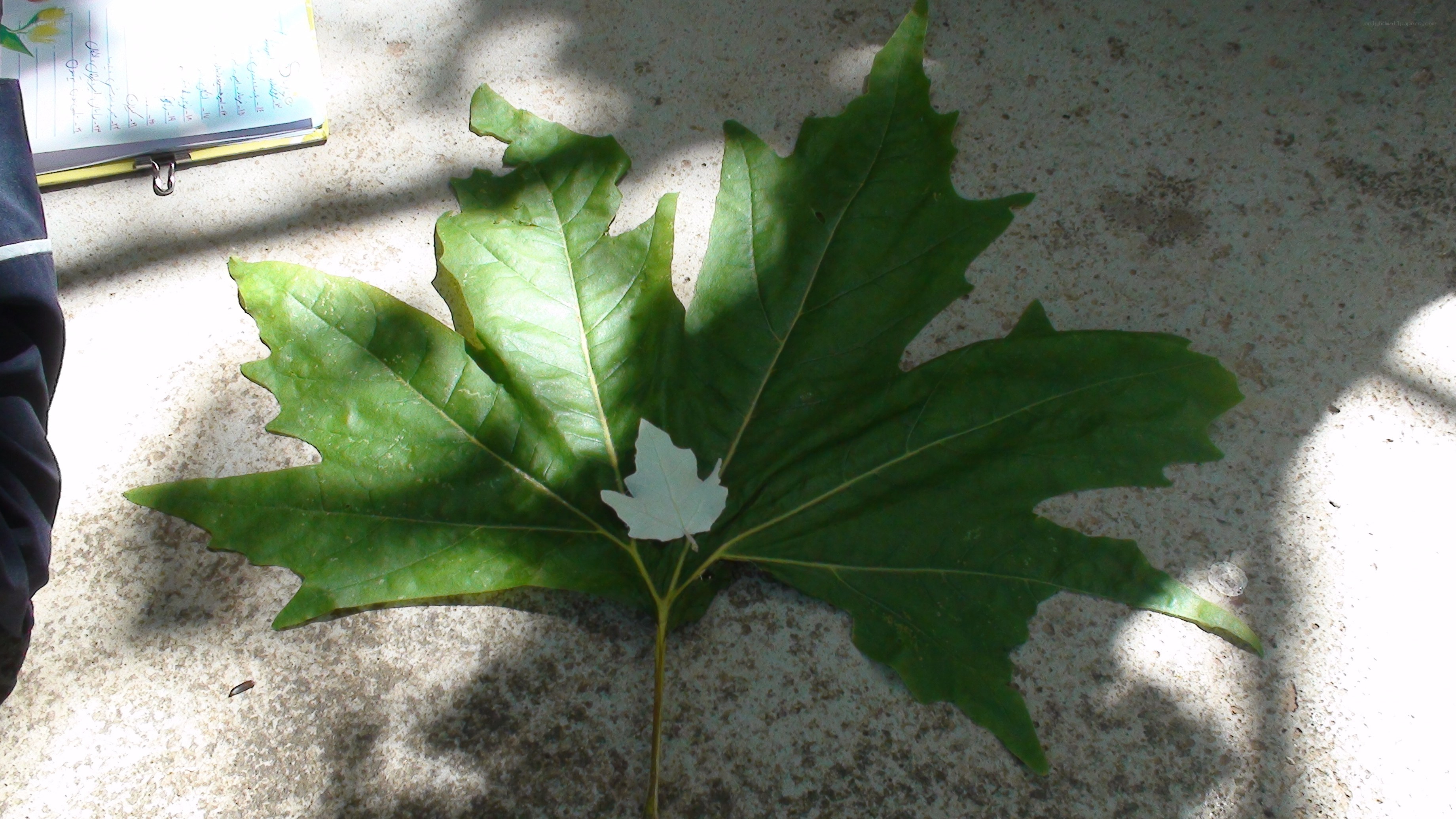 Large green leaf on concrete