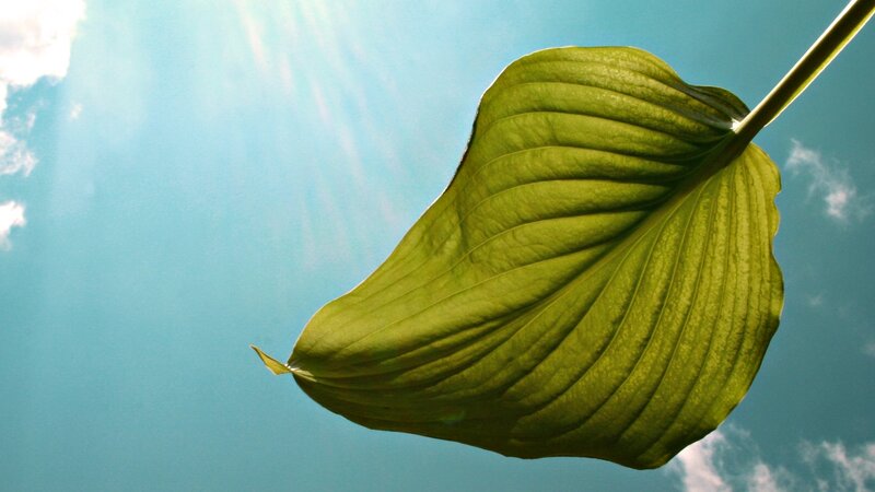 Large Green Leaf — Serene, Afternoon, Photograph, Sky