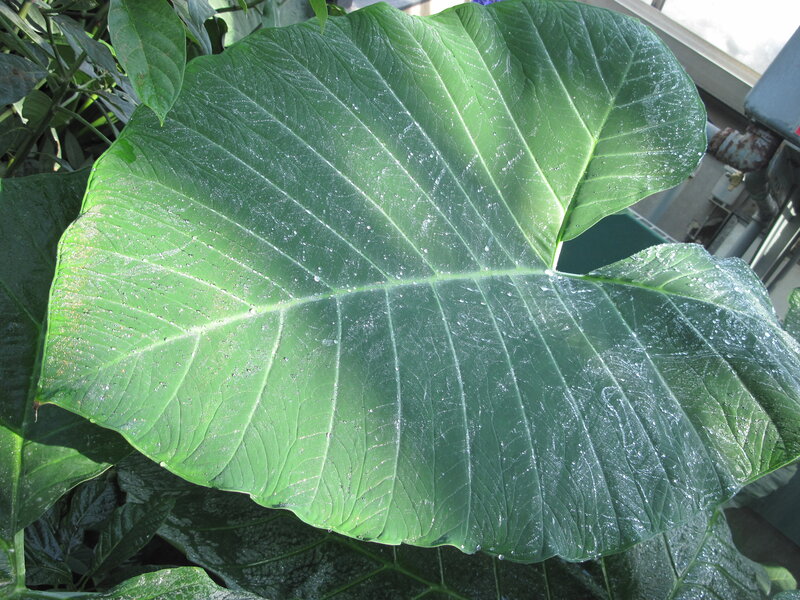 Large Green Leaf — Serene, Afternoon