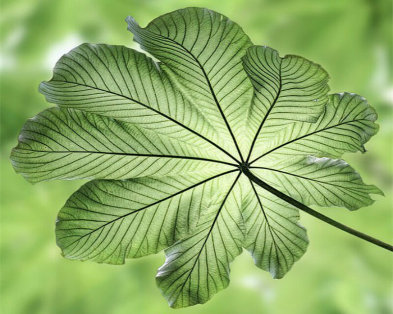 Large Green Leaf — Serene, Photograph