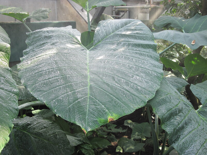 Large Green Leaf — Serene