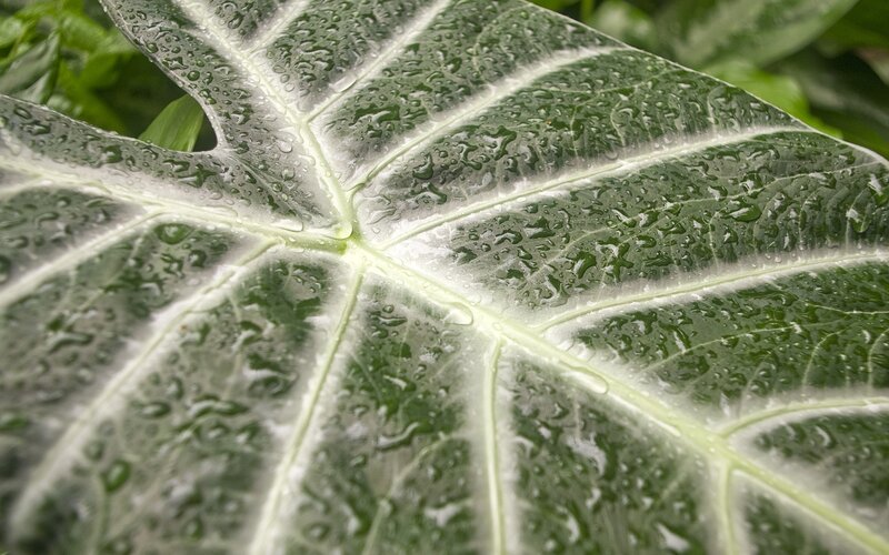 Large Green Leaf with Water Droplets — Calm