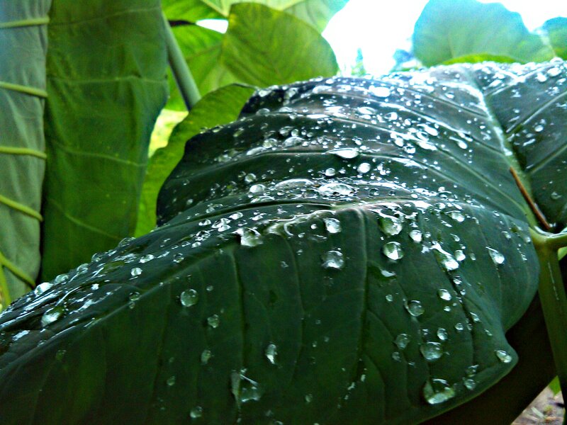 Large Green Leaf with Water Droplets — Serene