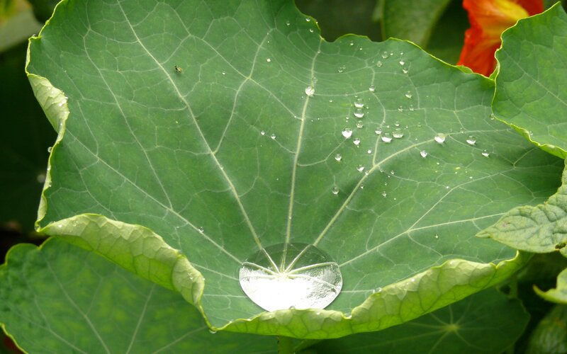 Large Green Leaf with Water Droplets
