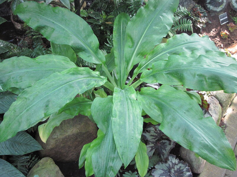 Large Green Leafy Plant — Natural, Photograph