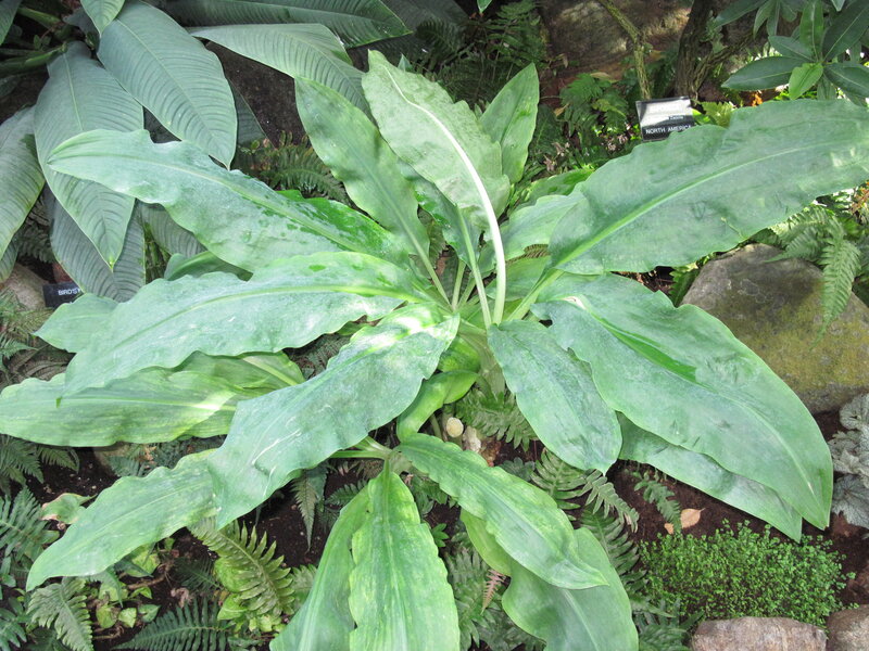 Large Green Leafy Plant — Natural