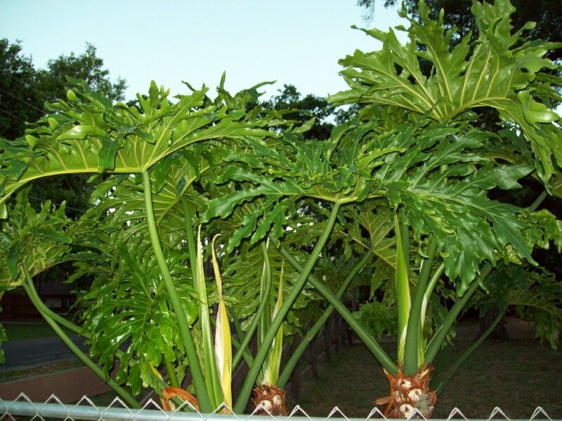 large green leafy plant