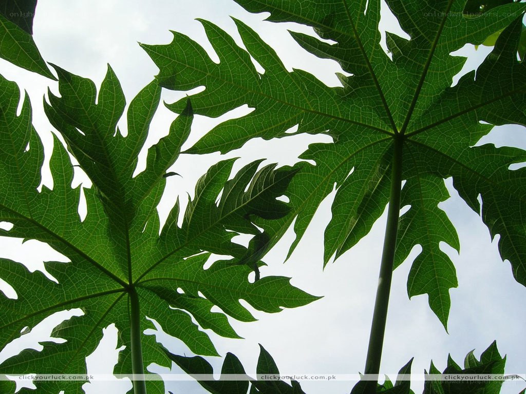 large green leaves against sky
