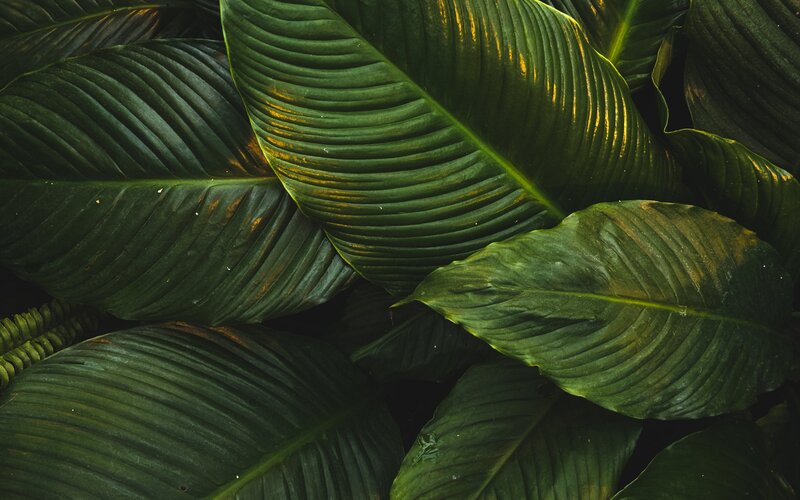 Large Green Leaves — Dark