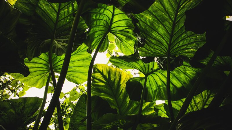 Large Green Leaves — Dramatic