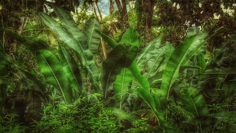 Large Green Leaves in Forest — Dense