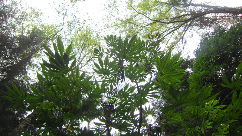 Large Green Leaves in Forest
