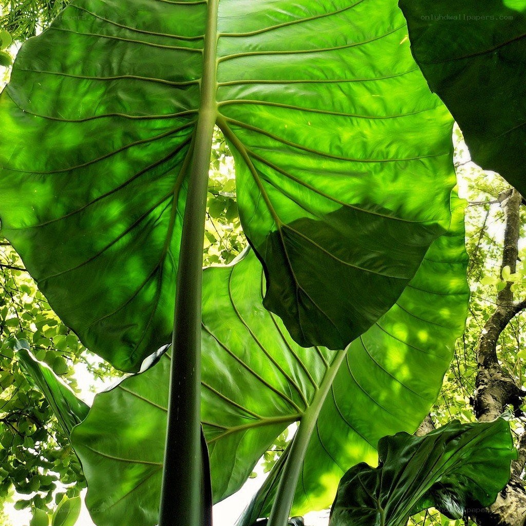 Large green leaves in sunlight