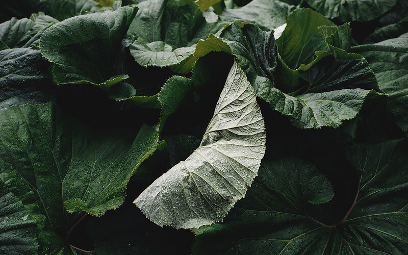 Large Green Leaves — Moody