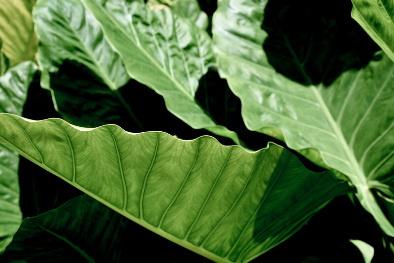 Large Green Leaves — Natural, Photograph